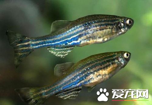 斑馬魚怎麼分公母 通過體型等各方面特征