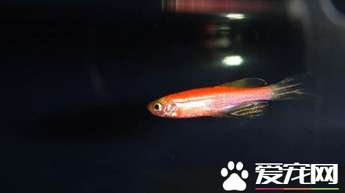 斑馬魚的壽命 斑馬魚壽命大概在2—3年左右