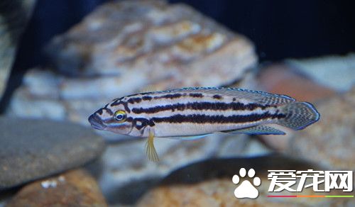 斑馬魚飼養 斑馬魚養殖需要注意的要點