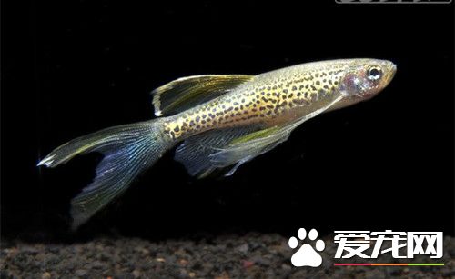 斑馬魚養殖 斑馬魚養殖的13個小技巧