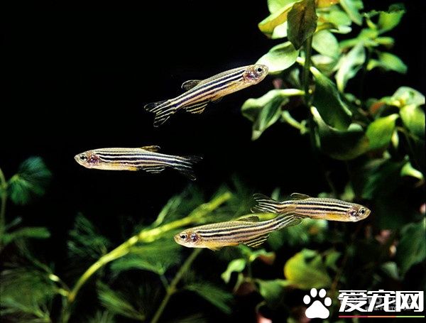 斑馬魚怎麼養 飼養斑馬魚需要注意的事項