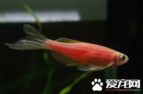 紅斑馬魚怎麼養 需要准備一個合適的水族箱