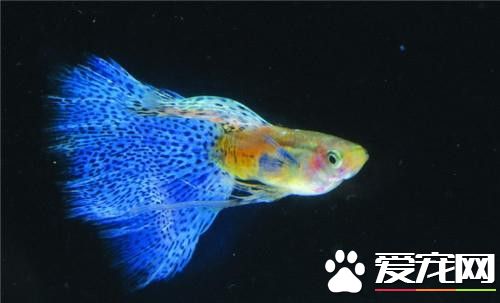孔雀魚吃食 孔雀魚最喜歡的五種食物