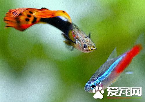 孔雀魚對水質的要求 從四個方面了解水質