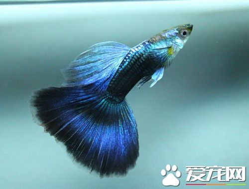 孔雀魚壽命有多長 孔雀魚一般只有2~3年