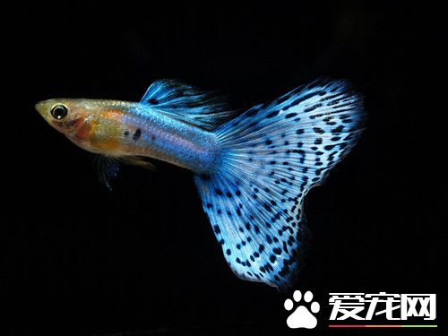 孔雀魚繁殖 孔雀魚繁殖期間注意事項