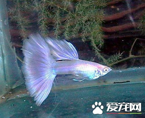 孔雀魚蹭缸 孔雀魚蹭缸需要注意的地方
