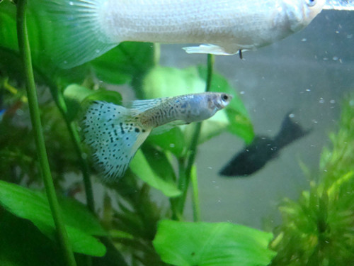 孔雀魚母魚吃小魚嗎 及時分離母魚與小魚