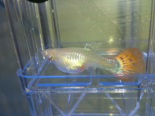 孔雀魚的養殖技術 孔雀魚日常養殖注意事項