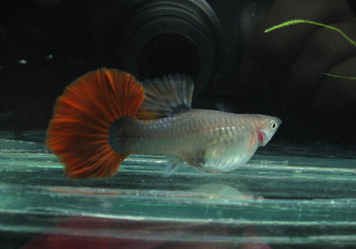 孔雀魚沉底 造成孔雀魚沉底的主要原因