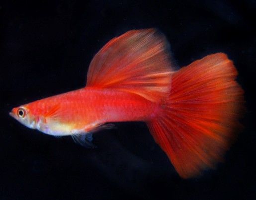 孔雀魚仔怎麼養 飼養孔雀魚仔需要的技巧