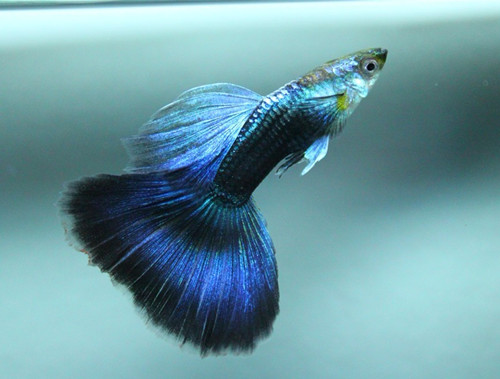 怎樣養殖孔雀魚 詳解新手如何養殖孔雀魚