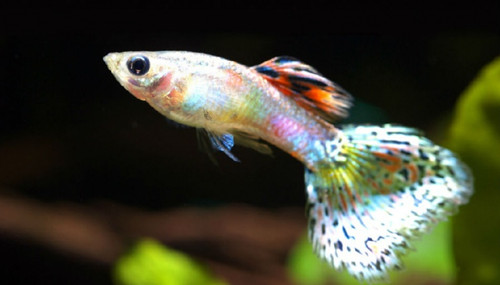 孔雀魚飼養 新手飼養孔雀魚注意四個方面