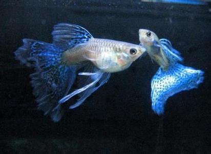 孔雀魚養法 飼養孔雀魚需要注意的事項