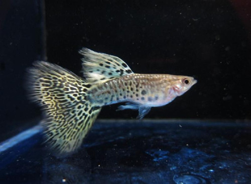 孔雀魚怎麼換水 需要先將舊水取出來