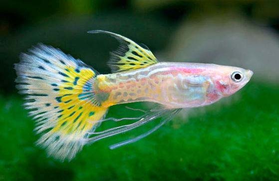孔雀魚和什麼混養 體形最好和孔雀魚差不多