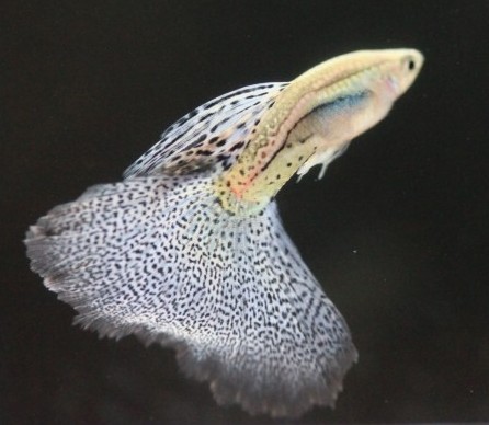 孔雀魚的水溫是多少 飼養要准備控溫系統