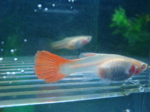 孔雀魚喂什麼長的快 幼魚快速成長喂食技巧