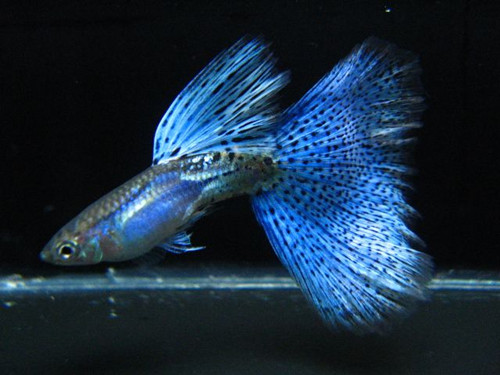 孔雀魚的飼養技術 孔雀魚飼養需要掌握技巧