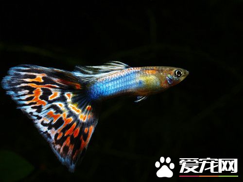 孔雀魚注意事項 養孔雀魚必須知道的事項