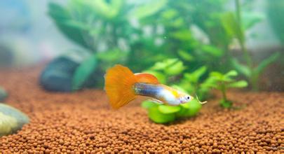 孔雀魚如何交配 孔雀魚交配需要注意地方