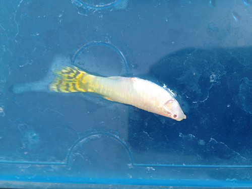 孔雀魚喜歡什麼水質 水質為弱鹼性的硬水