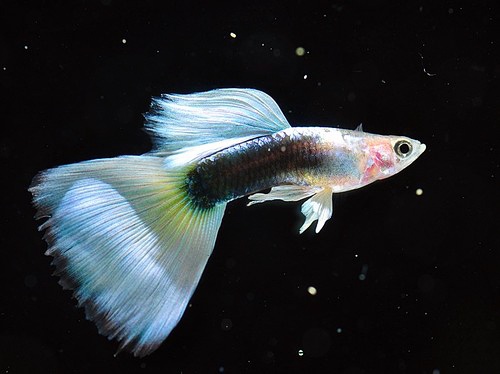 孔雀魚幼魚吃什麼 孔雀魚幼魚吃豐年蝦好