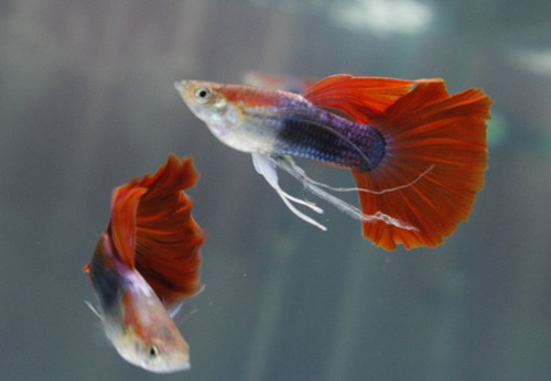 孔雀魚幼魚飼養 孔雀魚幼魚的正確飼養方法