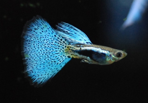 孔雀魚適合的水溫 孔雀魚最適宜溫度22~30℃