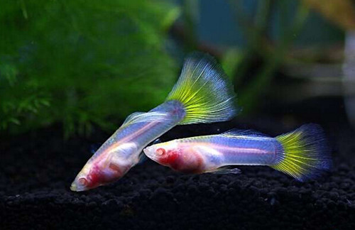 怎樣飼養孔雀魚 孔雀魚苗飼養注意的地方