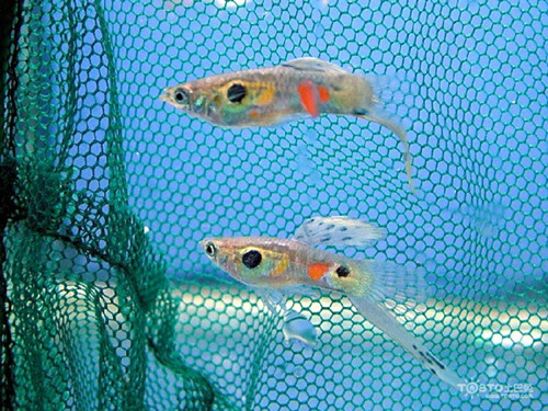 如何喂養孔雀魚 孔雀魚喂養注意四個方面