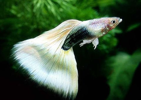 孔雀魚的養法 孔雀魚養魚入門注意事項