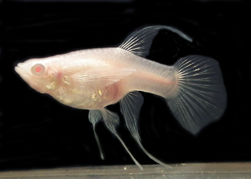 孔雀魚怎麼喂 不同階段喂食的也不相同