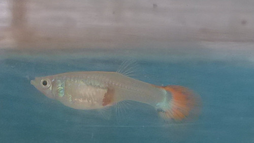 孔雀魚換水 孔雀魚換水需要注意的事