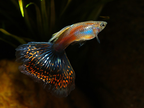孔雀魚發黑 孔雀魚尾巴變黑原因及治療方法