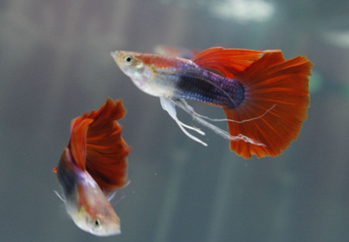 孔雀魚最低溫度 品種不同耐底程度也不同