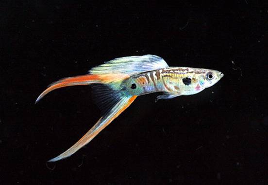 孔雀魚喂養 孔雀魚最喜歡吃的幾種食物