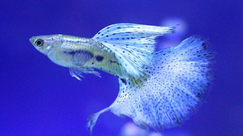 孔雀魚喂食 孔雀魚各階段喂食注意地方