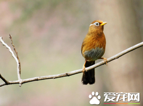 畫眉鳥飼料怎麼做 三種自制畫眉鳥飼料的方法