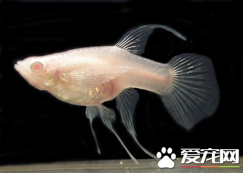 剛生的孔雀魚怎麼養 剛生孔雀魚飼養注意地方