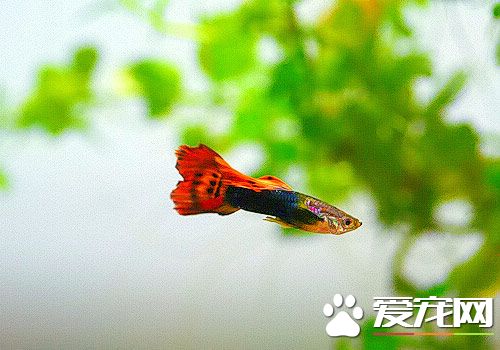 孔雀魚的飼養方法 最正確的孔雀魚飼養方法