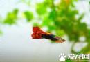孔雀魚的飼養方法 最正確的孔雀魚飼養方法