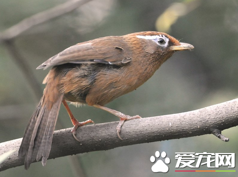 畫眉鳥怎樣養 養好畫眉鳥的五大要點