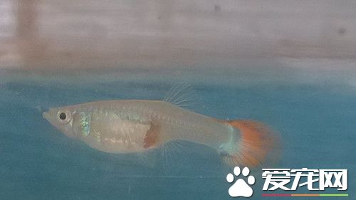 孔雀魚的繁殖 孔雀魚繁殖需要注意的事項