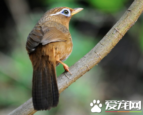 畫眉鳥飼養知識 詳解養畫眉鳥要注意什麼