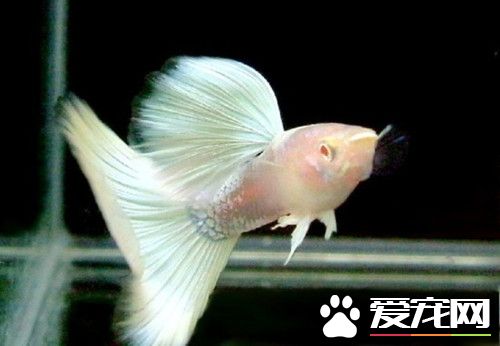如何養殖孔雀魚 孔雀魚養殖需要注意事項