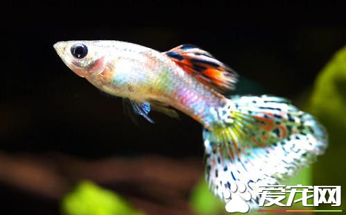 孔雀魚混養 各種魚類跟孔雀魚混養注意