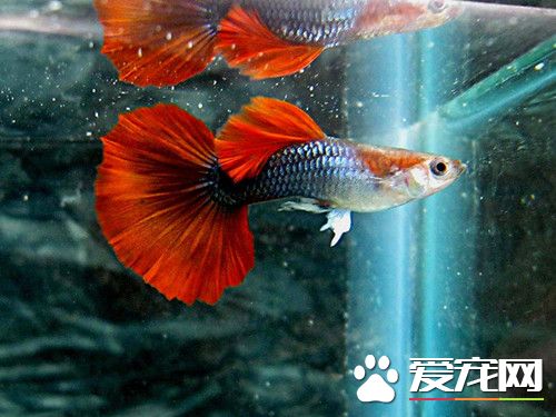 孔雀魚幼苗怎麼養 孔雀魚幼苗的日常飼養