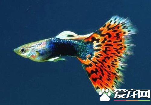 怎樣養孔雀魚 孔雀魚飼養的注意技巧
