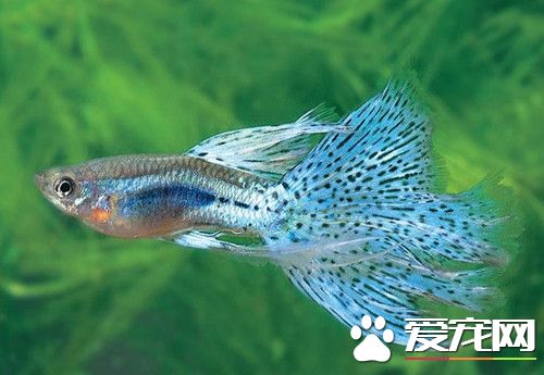 孔雀魚養殖技術 孔雀魚養殖的注意事項